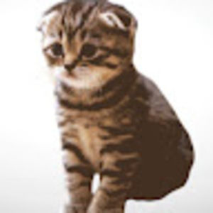 Meet your Posher, Liwa